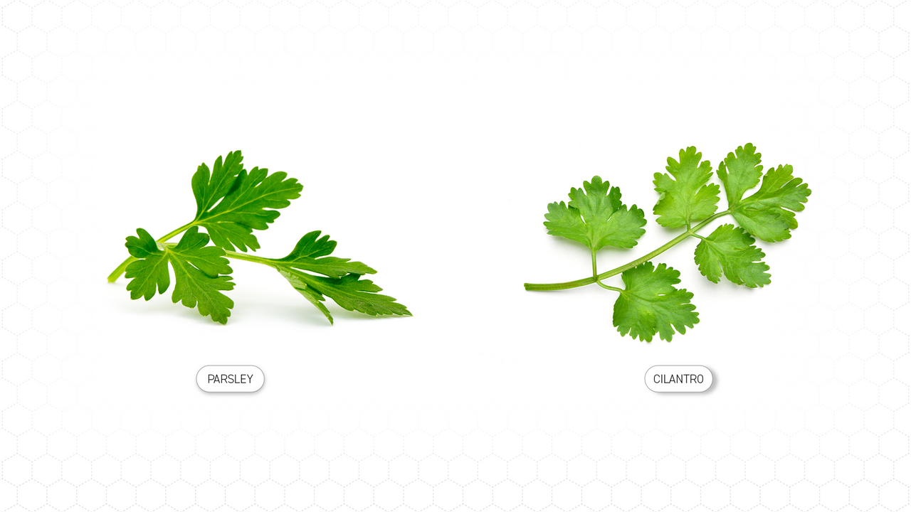 Parsley vs. Cilantro A Comprehensive Guide HexClad Cookware Canada